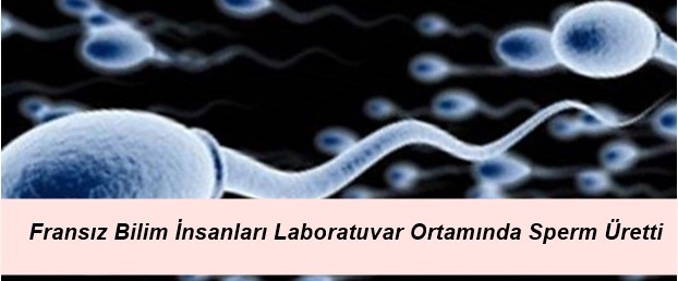 Fransız Bilim İnsanları Laboratuvar Ortamında Sperm Üretti Teknoloji Haberleri 6517